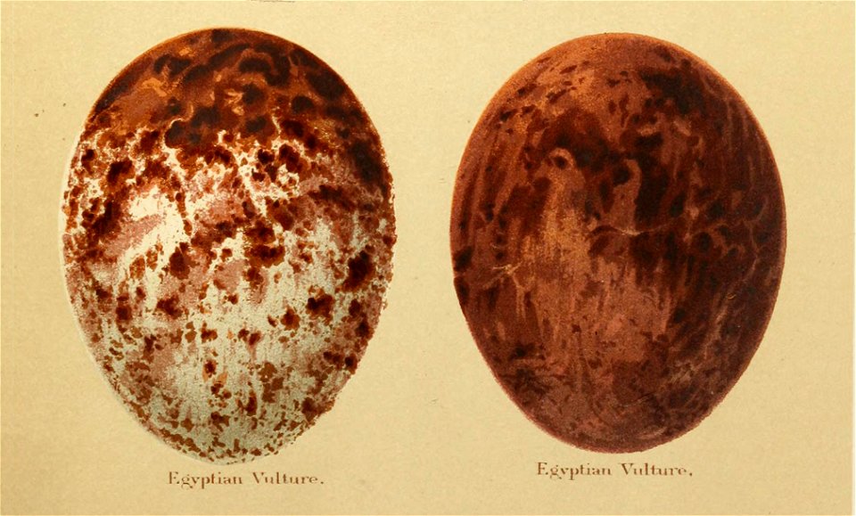 Neophron percnopterus eggs Seebohm 1896 Plate1