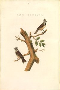 Nederlandsche vogelen (KB) - Lophophanes cristatus (444b)