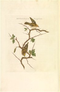 Nederlandsche vogelen (KB) - Regulus regulus (293pl)