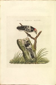 Nederlandsche vogelen (KB) - Dendrocopos minor (356b)