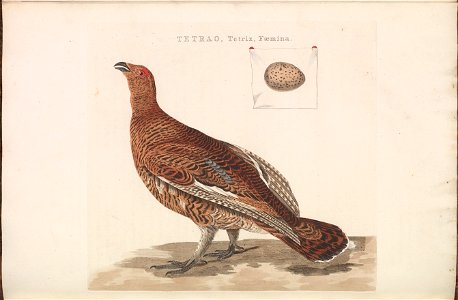 Nederlandsche vogelen (KB) - Lyrurus tetrix (166b). Free illustration for personal and commercial use.