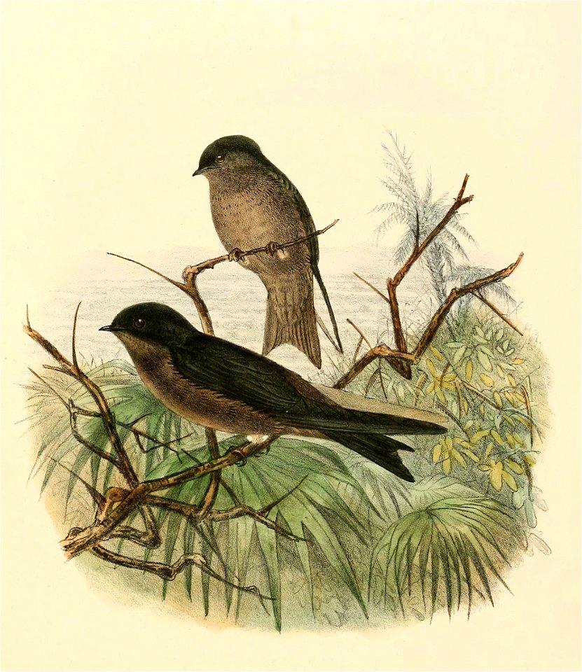 Neochelidon tibialis 1894