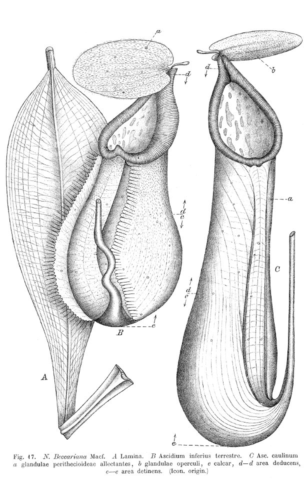 Nepenthes beccariana Macfarlane illustration