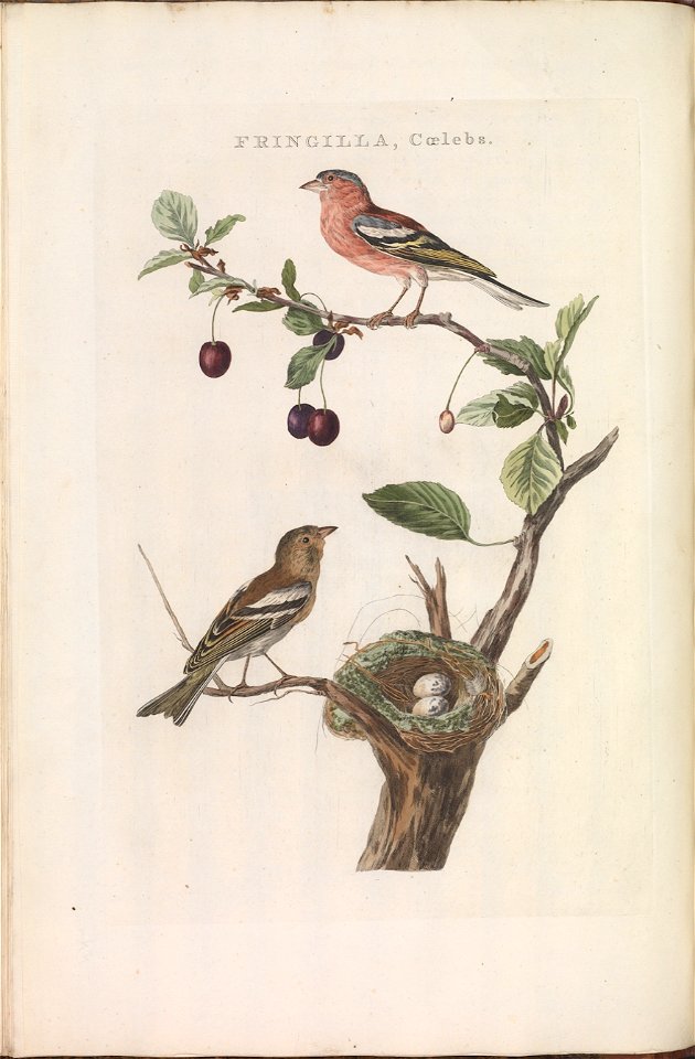 Nederlandsche vogelen (KB) - Fringilla coelebs (140b)