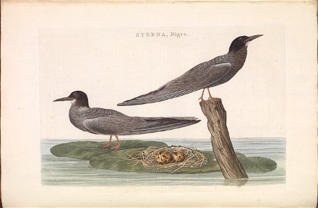Nederlandsche vogelen (KB) - Chlidonias niger (130b)