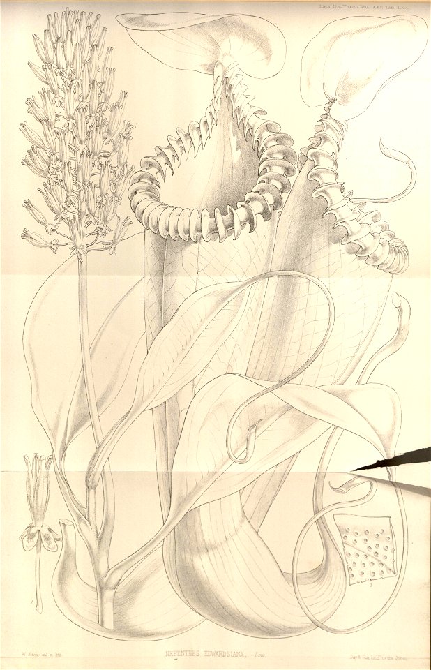 Nepenthes edwardsiana - Transactions of the Linnean Society of London (1859)