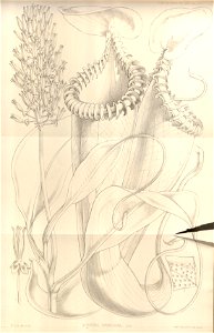 Nepenthes edwardsiana - Transactions of the Linnean Society of London (1859)