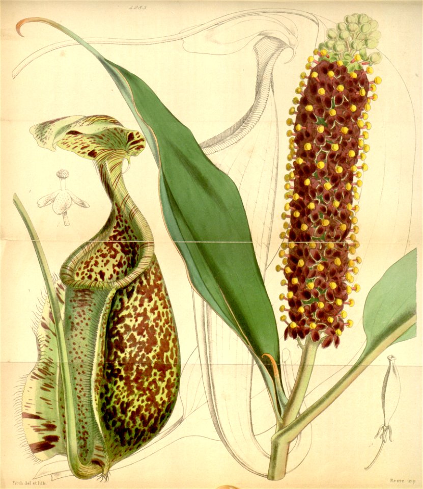 Nepenthes rafflesiana - Curtis’s Botanical Magazine (1847)