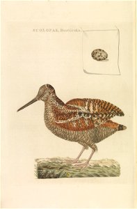 Nederlandsche vogelen (KB) - Scolopax rusticola (287pl)