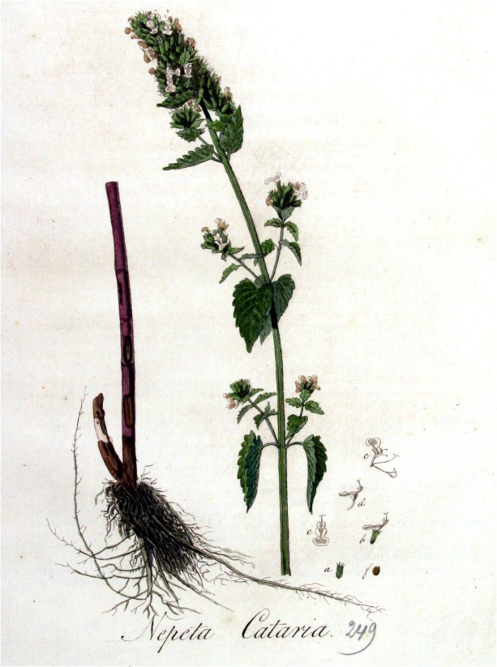 Nepeta cataria — Flora Batava — Volume v4