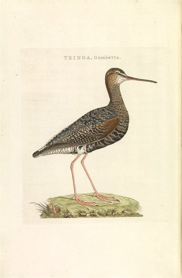 Nederlandsche vogelen (KB) - Tringa erythropus (257pl)