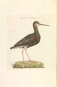 Nederlandsche vogelen (KB) - Tringa erythropus (257pl)