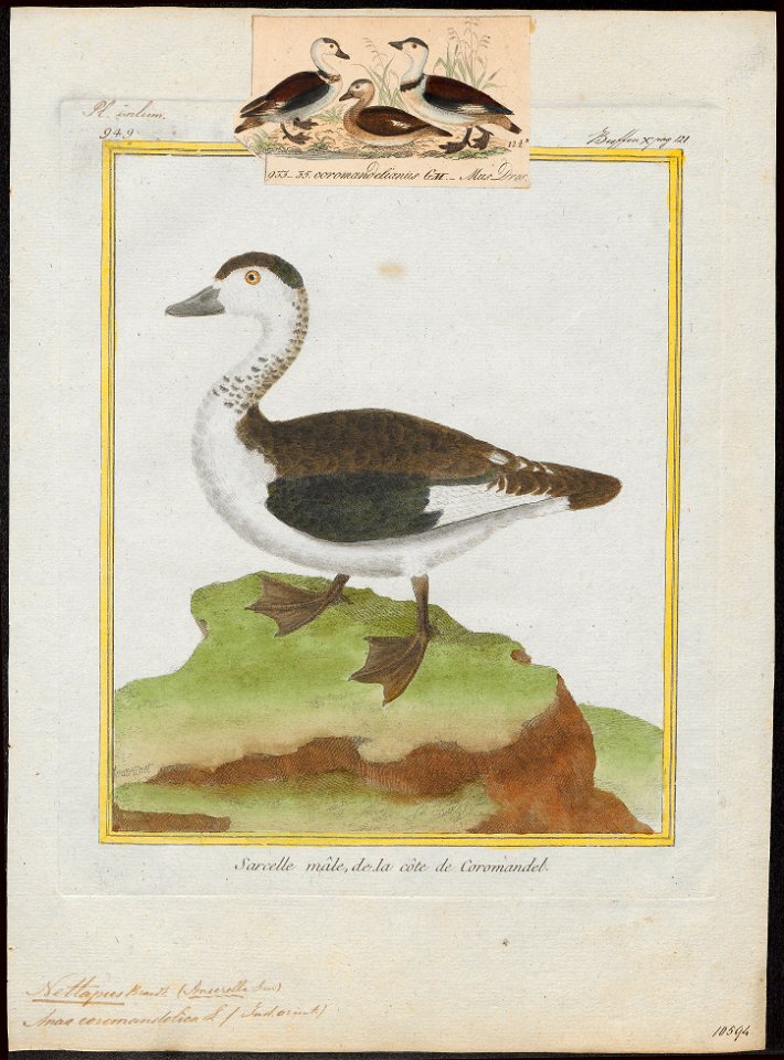 Nettapus coromandelicus - 1700-1880 - Print - Iconographia Zoologica - Special Collections University of Amsterdam - UBA01 IZ17600211