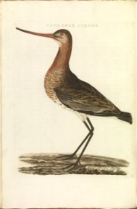 Nederlandsche vogelen (KB) - Limosa limosa (320b)