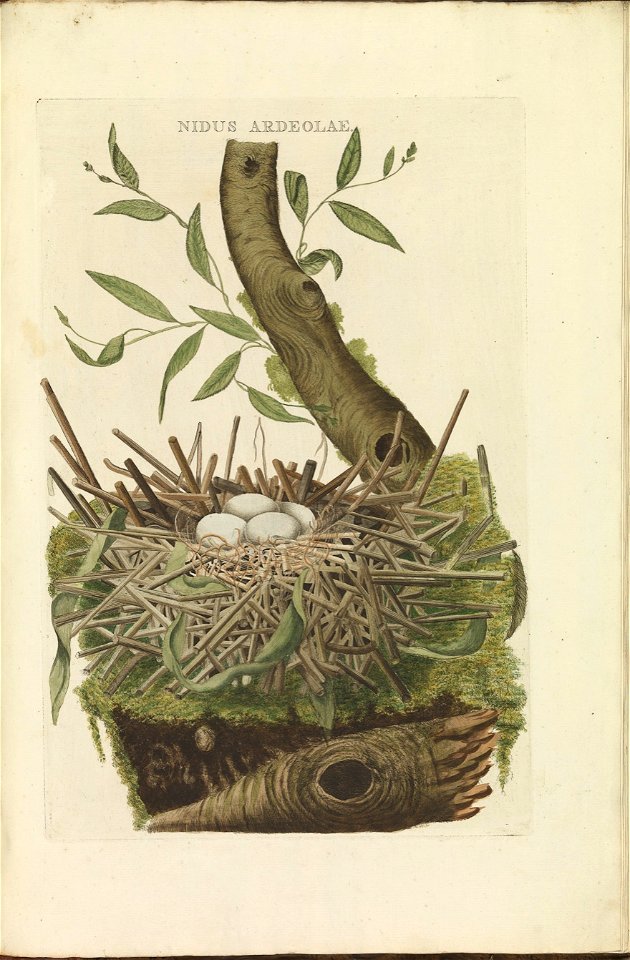 Nederlandsche vogelen (KB) - Ixobrychus minutus (058c)