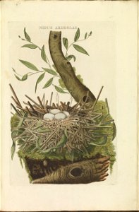 Nederlandsche vogelen (KB) - Ixobrychus minutus (058c)
