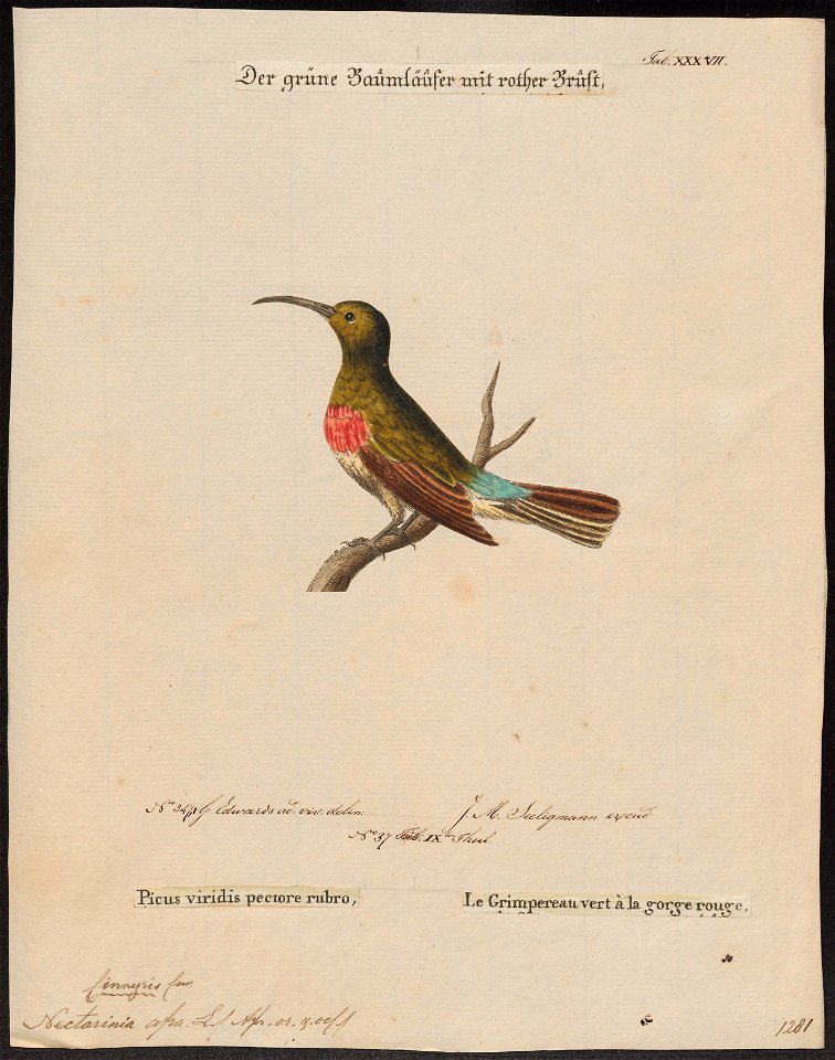 Nectarinia afra - 1700-1880 - Print - Iconographia Zoologica - Special Collections University of Amsterdam - UBA01 IZ19000015