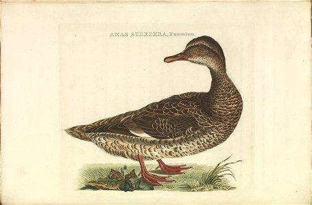 Nederlandsche vogelen (KB) - Anas strepera (316b). Free illustration for personal and commercial use.