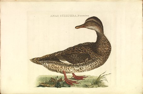 Nederlandsche vogelen (KB) - Anas strepera (316b)