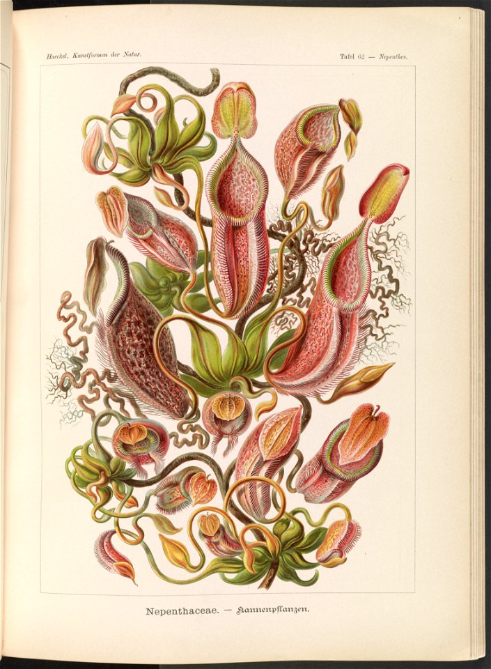 Nepenthaceae. - Kannenpflanzen LCCN2015648944