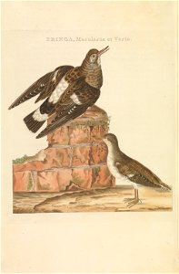 Nederlandsche vogelen (KB) - Arenaria interpres (291pl)