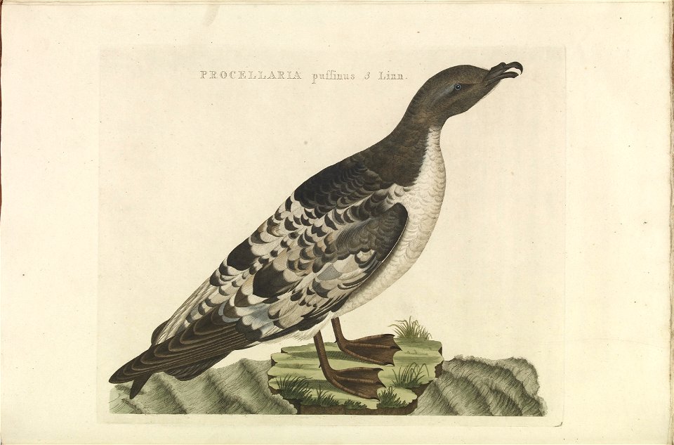 Nederlandsche vogelen (KB) - Puffinus puffinus (368b)