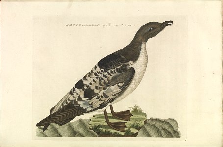 Nederlandsche vogelen (KB) - Puffinus puffinus (368b)