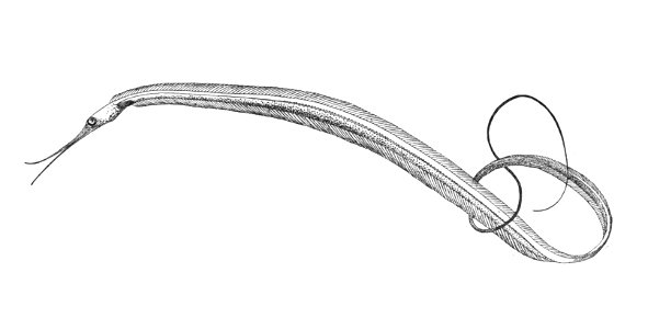 Nemichthys scolopaceus1