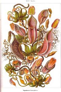 Nepenthes melamphora Haeckel