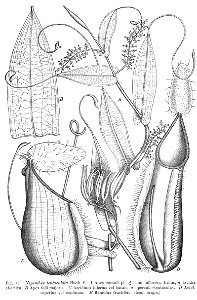 Nepenthes tentaculata Macfarlane illustration