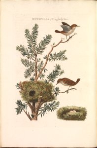 Nederlandsche vogelen (KB) - Troglodytes troglodytes (110b)