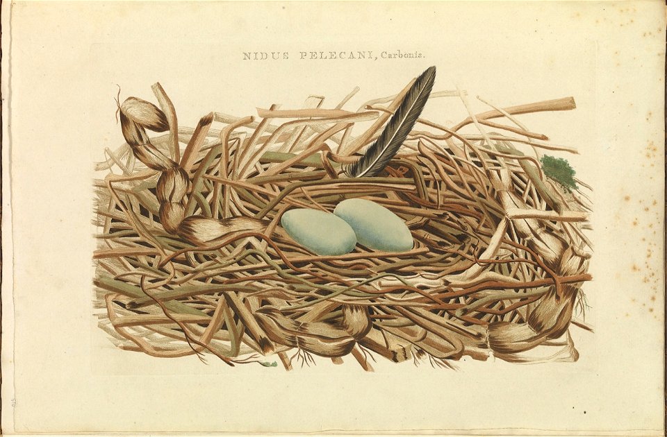 Nederlandsche vogelen (KB) - Phalacrocorax carbo (092a)