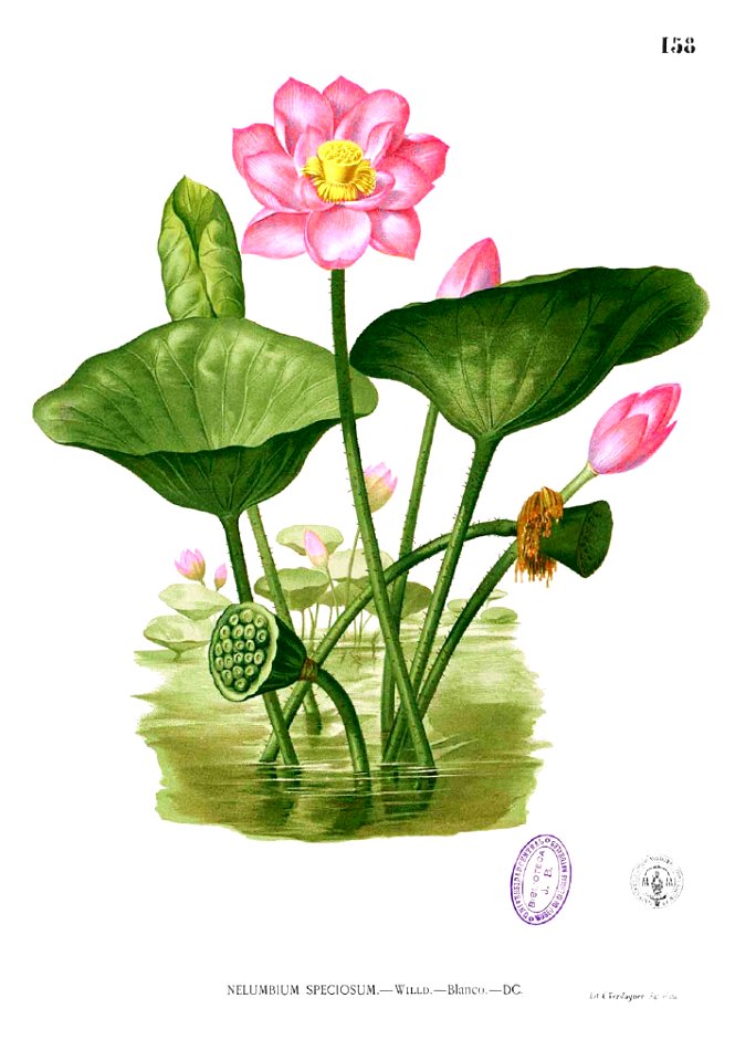 Nelumbo nucifera Blanco1.158