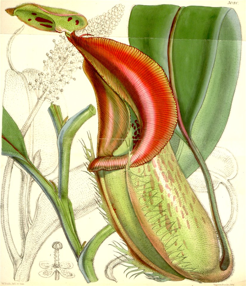 Nepenthes veitchii - Curtis’s Botanical Magazine (1858)
