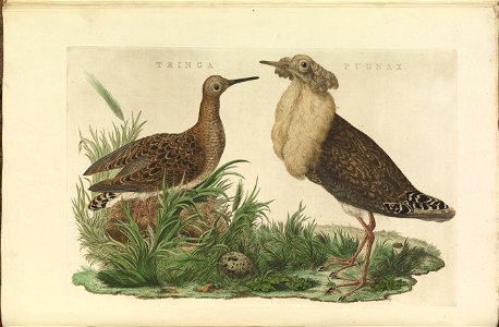 Nederlandsche vogelen (KB) - Philomachus pugnax (028b). Free illustration for personal and commercial use.