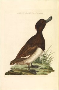 Nederlandsche vogelen (KB) - Aythya fuligula (279pl)