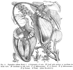 Nepenthes villosa Macfarlane illustration