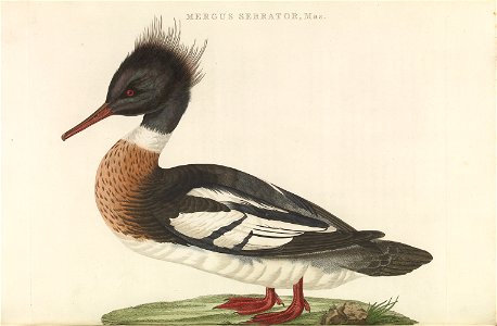 Nederlandsche vogelen (KB) - Mergus serrator (241pl)