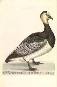 Nederlandsche vogelen (KB) - Branta leucopsis (197pl)