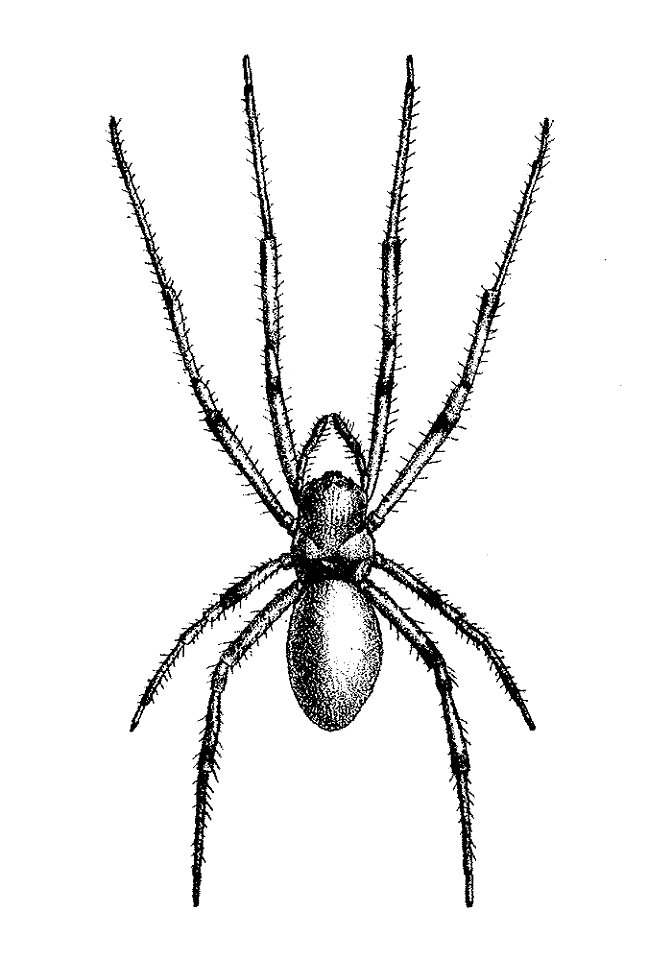 Nephilingis borbonica Rodriguez