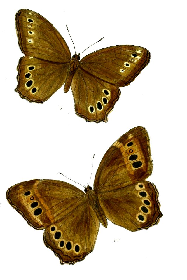 Neope muirheadii 94 5