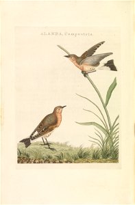 Nederlandsche vogelen (KB) - Oenanthe oenanthe (273pl)
