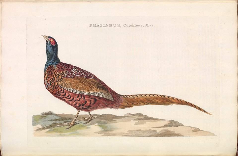 Nederlandsche vogelen (KB) - Phasianus colchicus (158b)