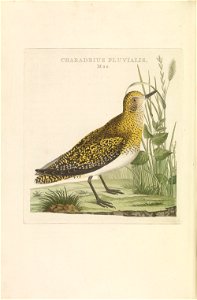 Nederlandsche vogelen (KB) - Pluvialis apricaria (249pl)