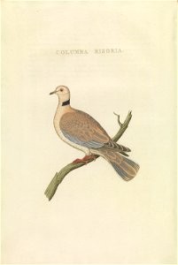 Nederlandsche vogelen (KB) - Streptopelia roseogrisea (422b). Free illustration for personal and commercial use.