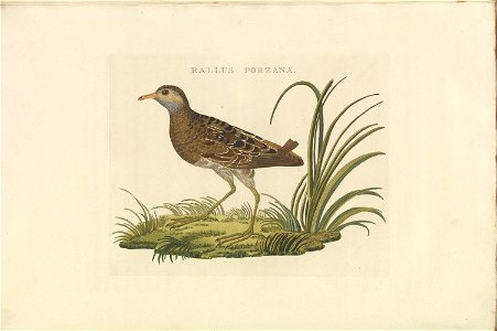 Nederlandsche vogelen (KB) - Porzana porzana (354b). Free illustration for personal and commercial use.