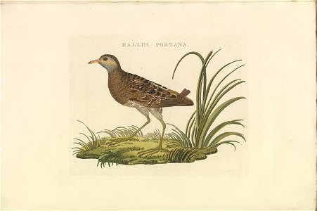 Nederlandsche vogelen (KB) - Porzana porzana (354b)
