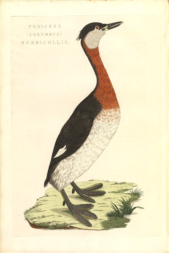 Nederlandsche vogelen (KB) - Podiceps grisegena (434b)