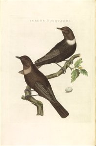 Nederlandsche vogelen (KB) - Turdus torquatus (239pl)