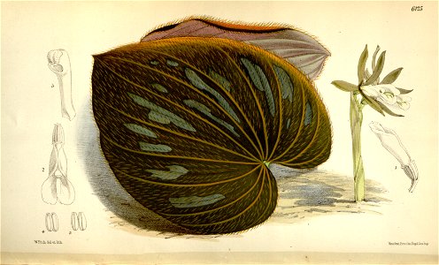 Nervilia plicata (as Pogonia discolor) - Curtis' 100 (Ser. 3 no. 30) pl. 6125 (1874)